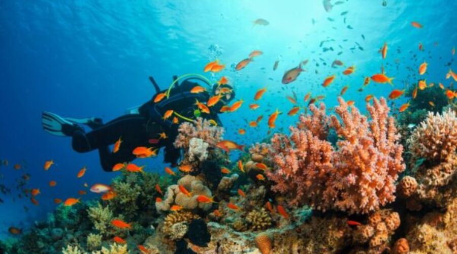 7 Best Dive Sites for Diving in Aqaba, Jordan