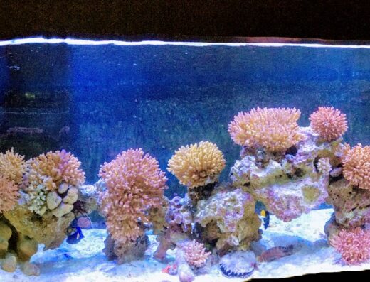 Aqaba Aquarium