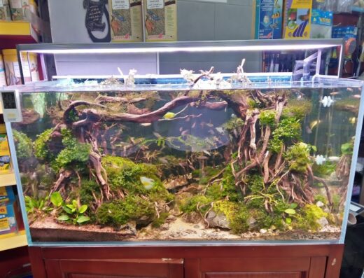 Dophin Pet Store