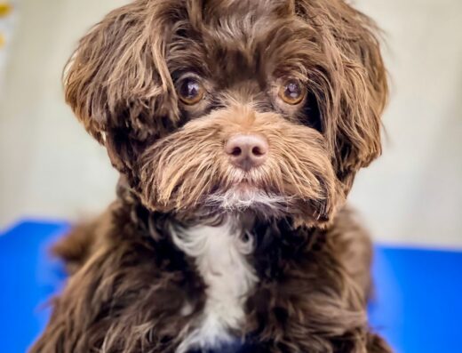 The Pampered Pet (Abdoun)