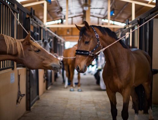 AlAryan Equestrian Centre