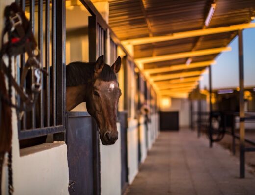 AlAryan Equestrian Centre