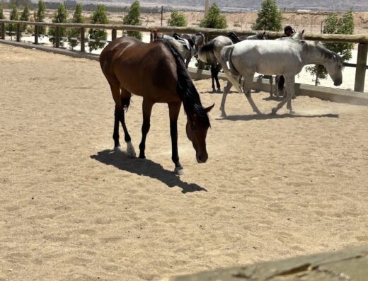 Aqaba Horse Club