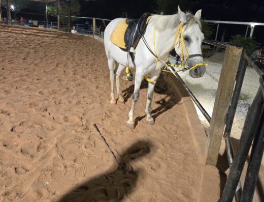 Certified Equestrian Club