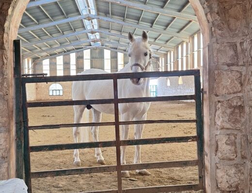 Country Riding Center of Jordan
