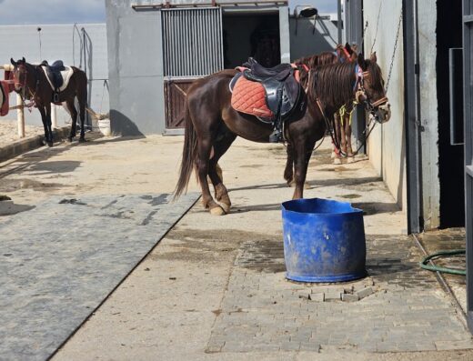 مركز VAD للفروسية (VAD equestrian center)