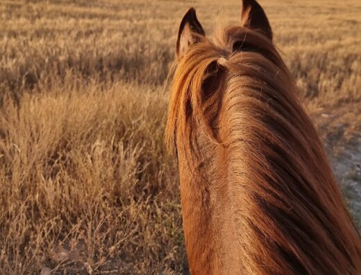 Rangers equestrian club